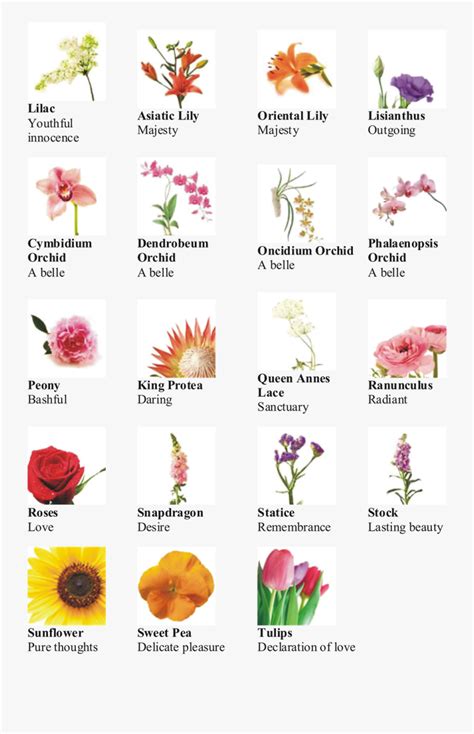 letter english: Different Types Of Flowers And Their Names And Meanings - 15 Japanese Flower ...