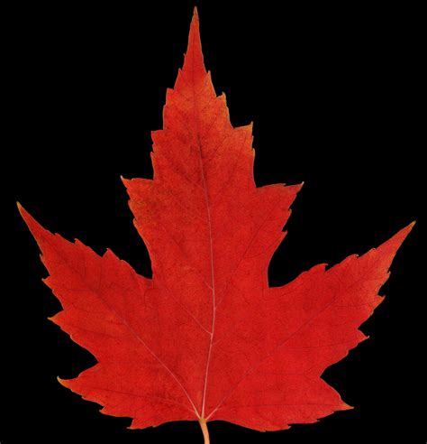 Red Maple Leaf Canada 150