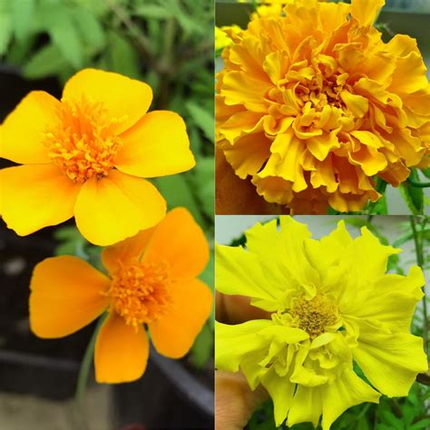 Mixed Marigold Seeds aztec Mexican Marigold Nematocidal | Etsy