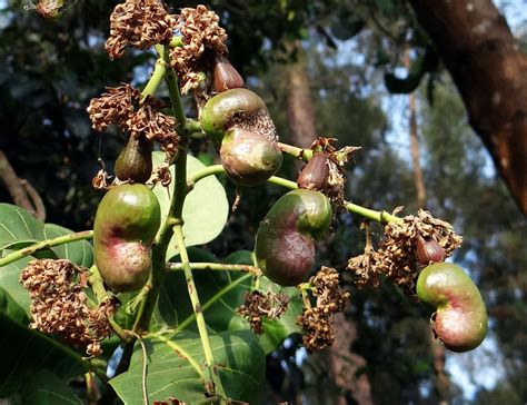 The Complete Guide to Growing a Thriving Cashew Tree - Garden and Happy