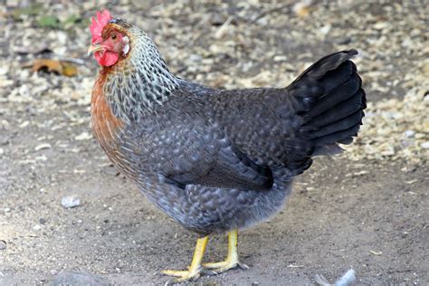 Olive Egger Chickens - Chicks for Sale | Cackle Hatchery