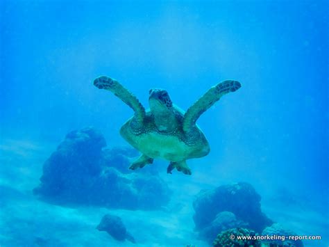 Snorkeling with sea turtles in Turtle Town, Maui | Snorkeling in Hawaii