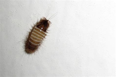 What Do Carpet Beetle Larvae Look Like | www.resnooze.com