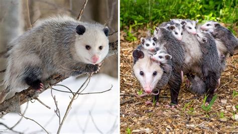 Possum vs Opossum Difference, Size, Updated 2022