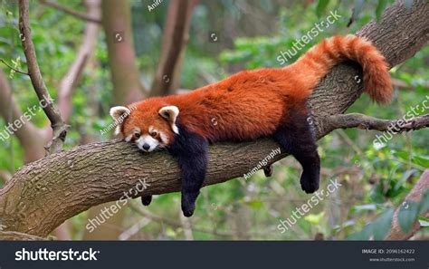 27,972 Red Panda Images, Stock Photos, 3D objects, & Vectors | Shutterstock