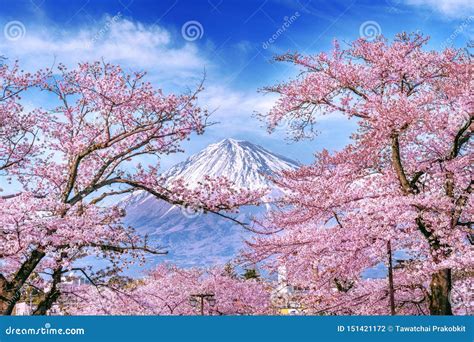 Fuji Mountain and Cherry Blossoms in Spring, Japan. Stock Photo - Image of landscape, mountain ...