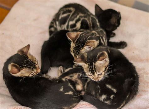 Bengal Kittens for Adoption | Bengal Breeder In Colorado