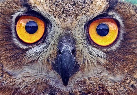 Owl Eyes Stare - Free photo on Pixabay - Pixabay