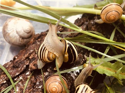 Projects for Kids-A Snail Terrarium - Fun, Facts and Crafts