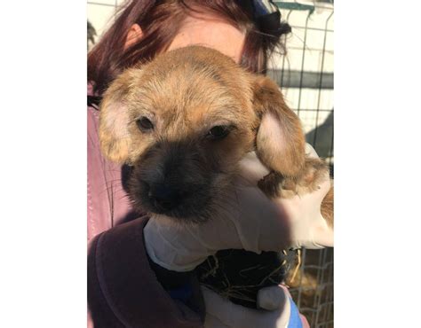 Sunshine | Small Size Brown Puppy Female Sociable | Rescue Dogs Romania