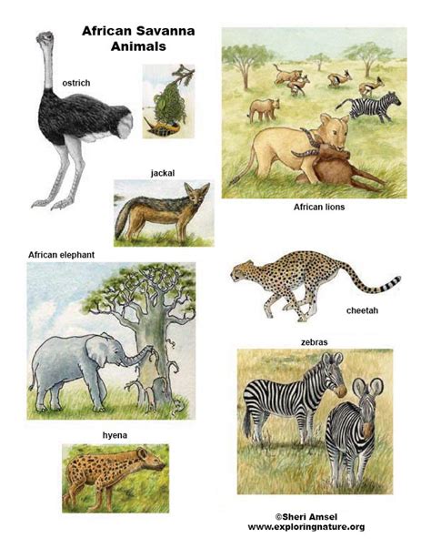 Small African Animals List / African Animals For Kids List Of 8 African Animals African Animals ...