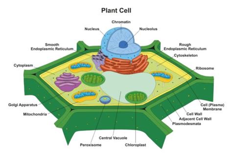 Plant Cell Model Diagram