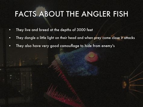 Facts About The Angler Fish - Unique Fish Photo