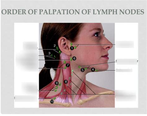 Jugular Lymph Nodes