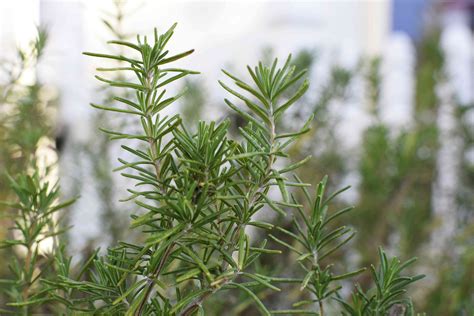 25 Best Companion Plants for Rosemary (and 5 to Skip)