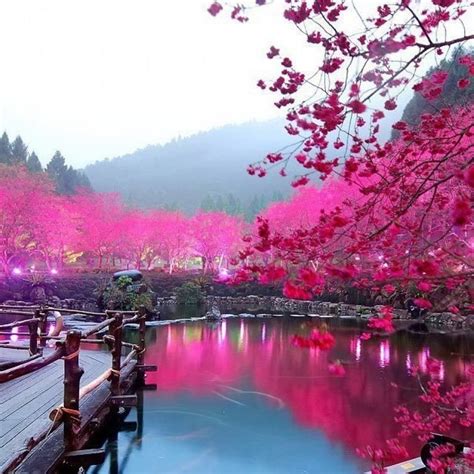 Cherry Blossom Lake, Japan | Beautiful places, Wonderful places, Incredible places