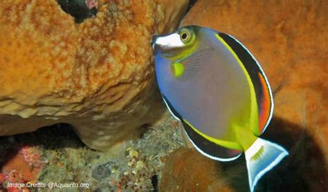 Powder Brown Tang (Acanthurus japonicus) Care Guide – Fishkeeping Forever