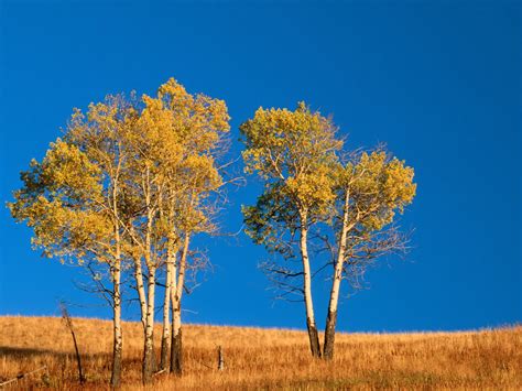 🔥 [40+] Aspen Tree Wallpapers | WallpaperSafari