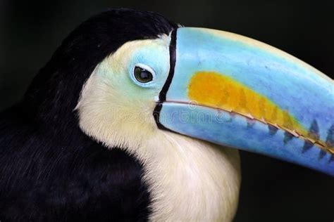 Rainbow-Billed Toucan stock photo. Image of ornithology - 166327550