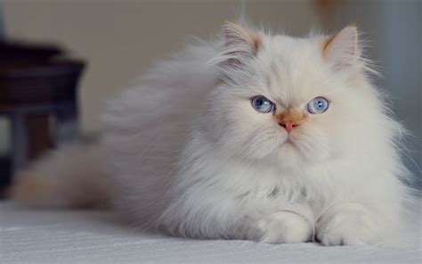 White Persian Cat Wallpaper | PixLith