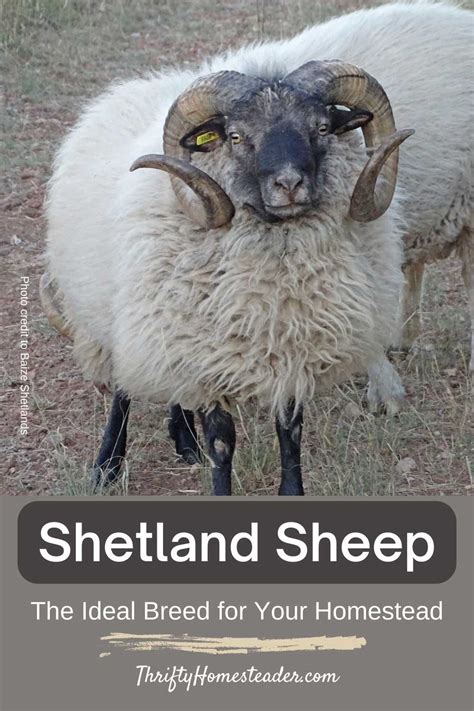 Shetland Sheep: The Ideal Breed for Your Homestead