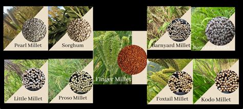 Types Of Millet Seed