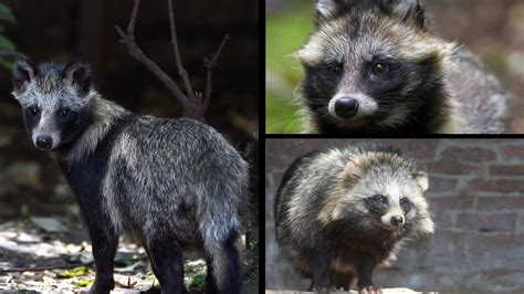 Are Raccoon Dogs Pets