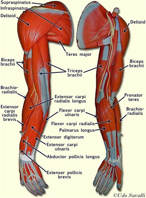 Arm Muscle Anatomy Diagram | Quizlet Arm Muscle Anatomy, Arm Anatomy ...