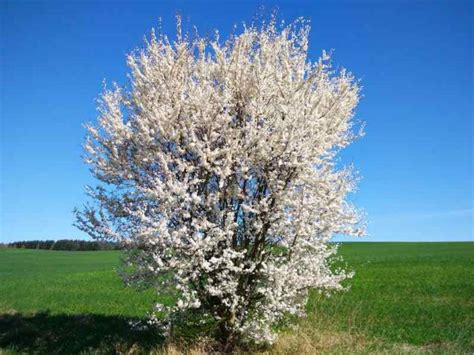 Wild Plum Tree and Wild Plums - Minneopa Orchards