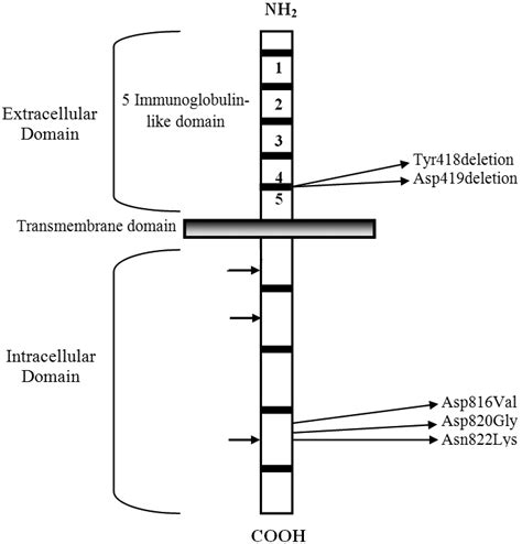 Schematic representation of c-kit gene and location of c-kit gene ...