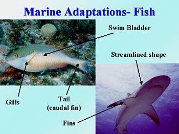 Adaptations for Marine Organisms