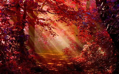 Sunlight In Autumn Forest Wallpaper,HD Nature Wallpapers,4k Wallpapers ...