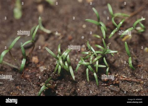 opium poppy (Papaver somniferum), seedlings Stock Photo: 9066939 - Alamy