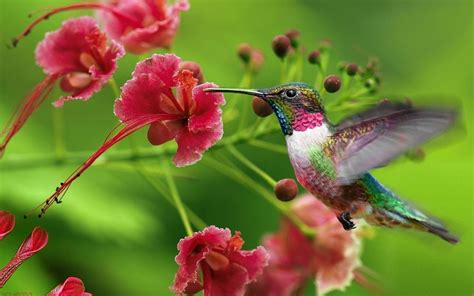 Hummingbird Wallpapers - Top Free Hummingbird Backgrounds - WallpaperAccess