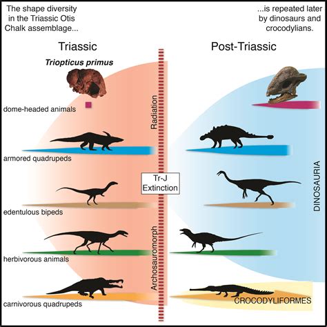 New Species of Ancient Texas Reptile Offers Clues to Evolution of ...