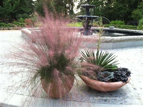 Growing Ornamental Grass in Containers | Gardenoid