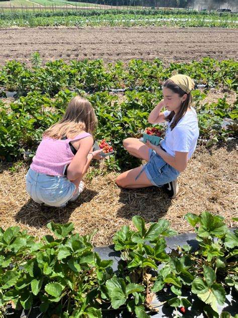 Strawberry picking aesthetic | Strawberry picking pictures, Strawberry picking, Berry picking