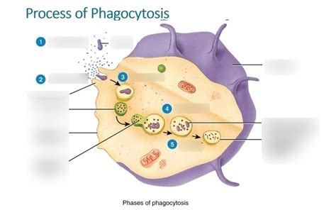 Phagocyte Diagram