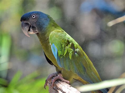 Primolius couloni / Blue-headed macaw in Loro Parque