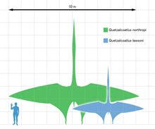 Pterosaur size - Wikipedia