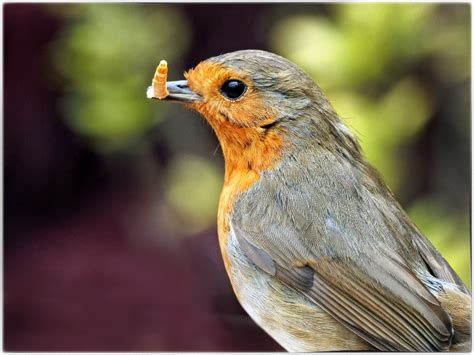 Feeding Robin - Animal & Insect Photos - Mervyn Harrison's Daily Photo