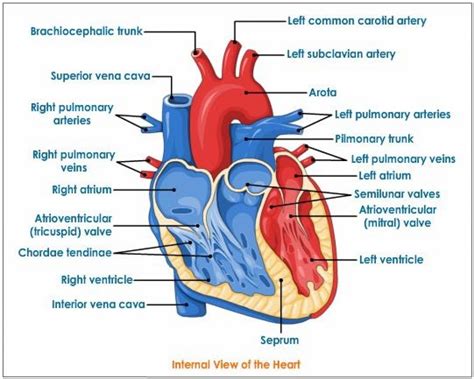 Human Heart Drawing Labeled 4212 | The Best Porn Website