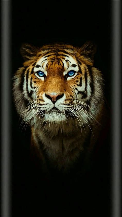 112 Wallpapers Mobile Hd Tiger free Download - MyWeb