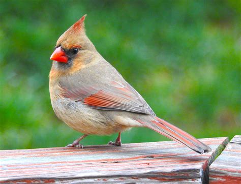 Female Cardinal | Cardinal birds, Female cardinal photo, Bird photo