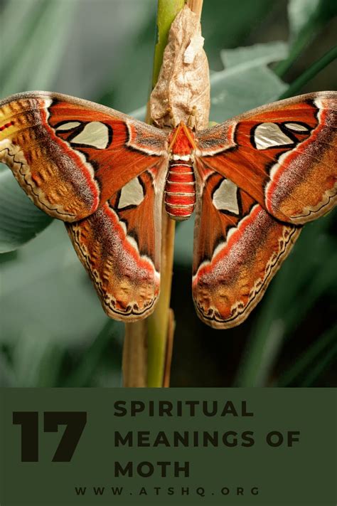 Moth Symbolism: 17 Spiritual Meanings Of Moth