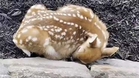 Baby deer sleeping in the yard will make your day. Watch cute animal ...