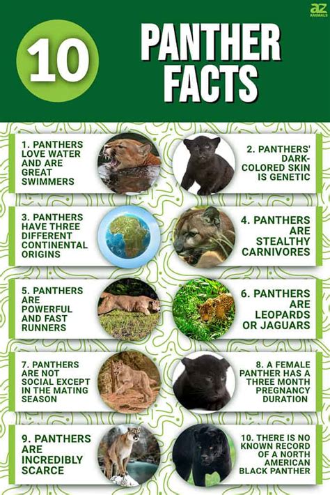 10 Incredible Panther Facts - A-Z Animals