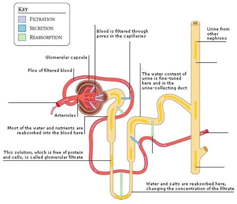 Formation of Urine Diagram | Quizlet