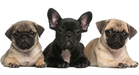 Pug vs French Bulldog – Which One Makes the Best Pet?