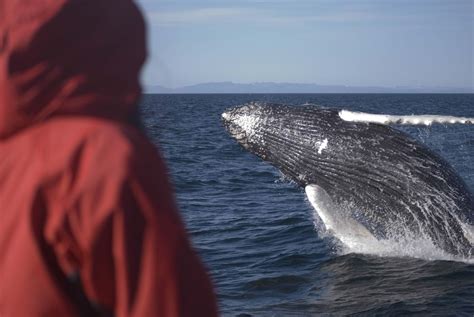 Reykjavik Whale Watching Tour - TripGuide Iceland